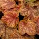 Żurawka 'World Caffe Arabica' - Heuchera World Caffe Arabica